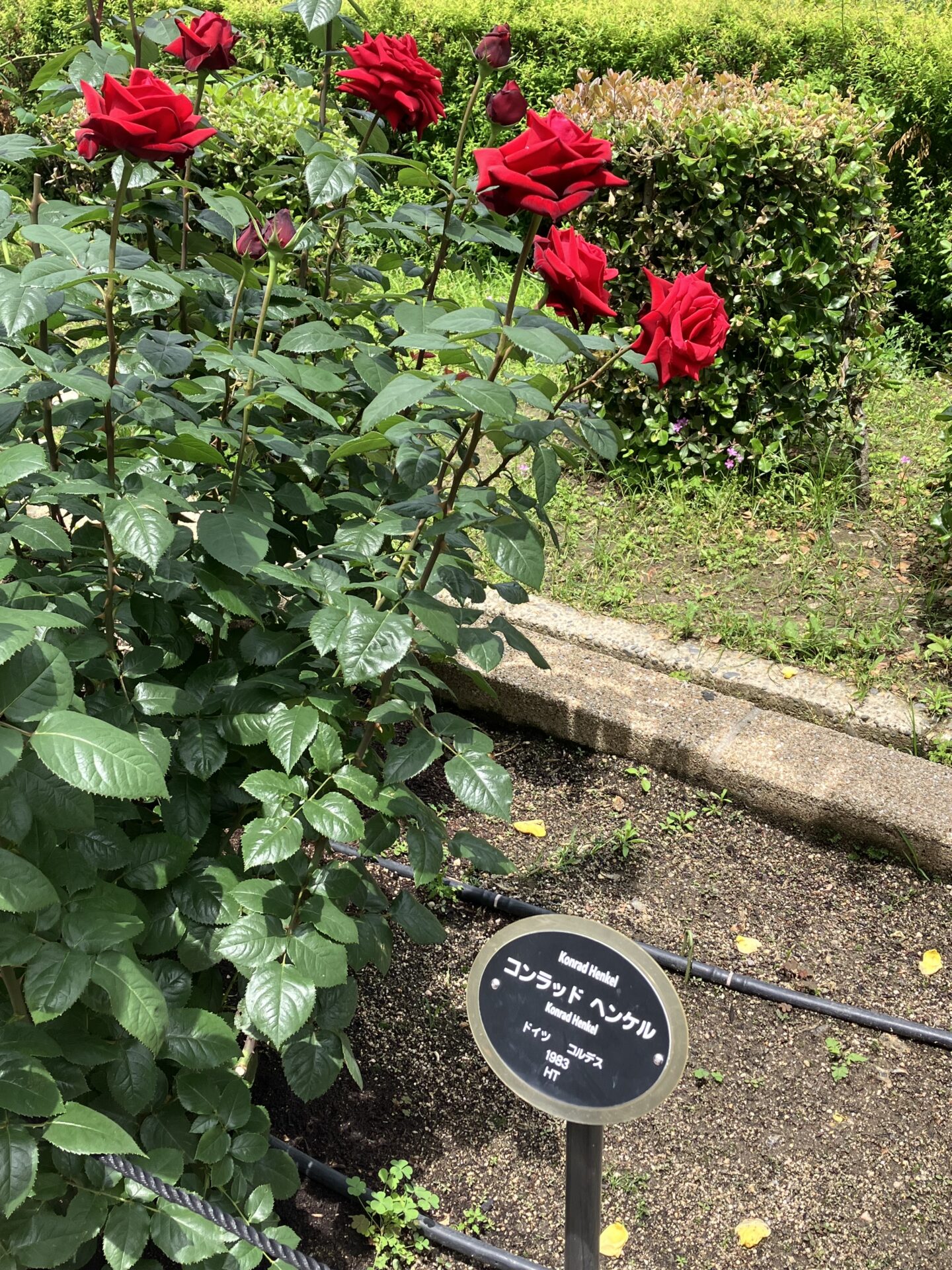 地球上のアリは何匹いるでしょーか？