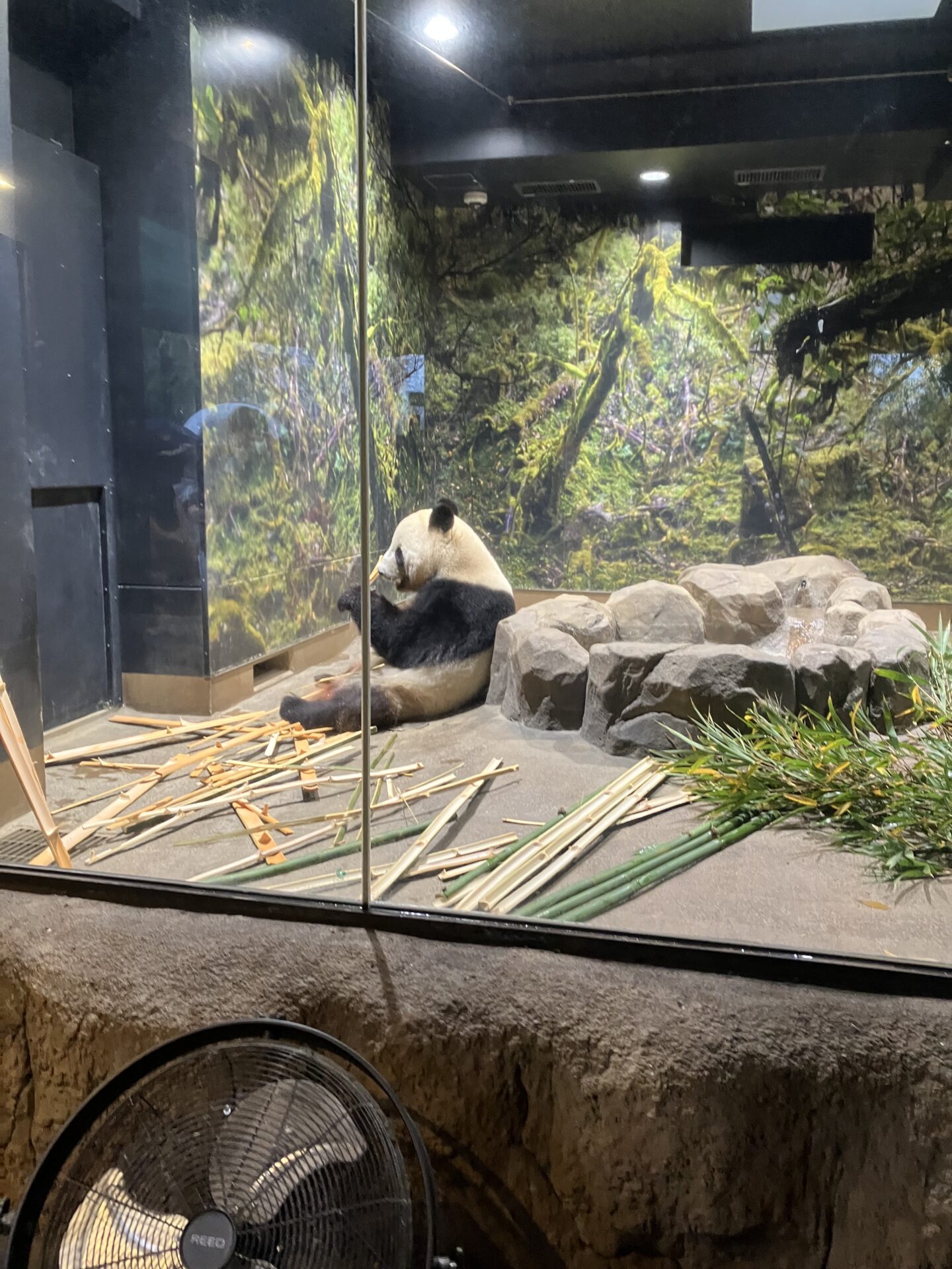 吉方位は今回も雨だった　東京編②